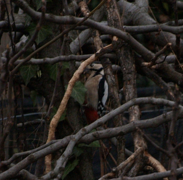 uccelli in giardino